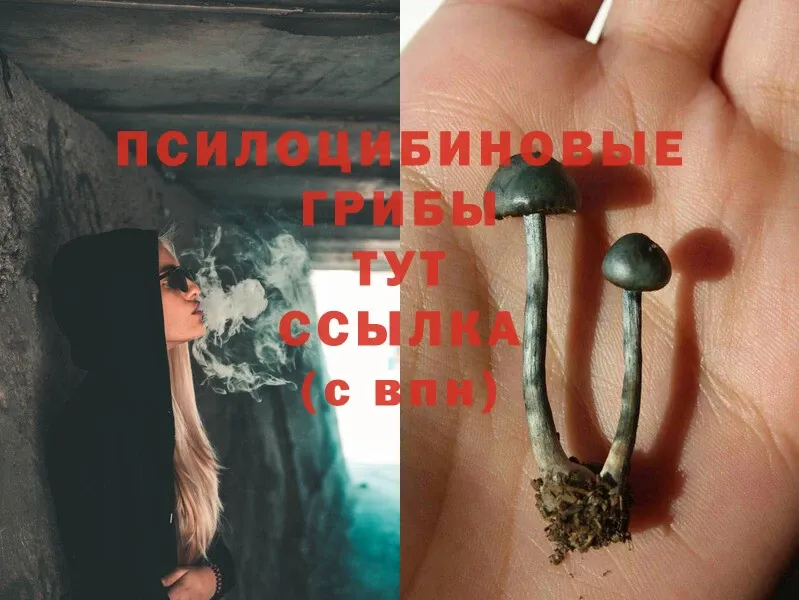 Псилоцибиновые грибы Psilocybine cubensis  гидра рабочий сайт  Белебей  где можно купить наркотик 